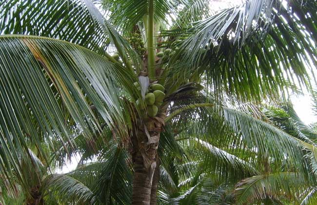 椰子的種植技術(shù)