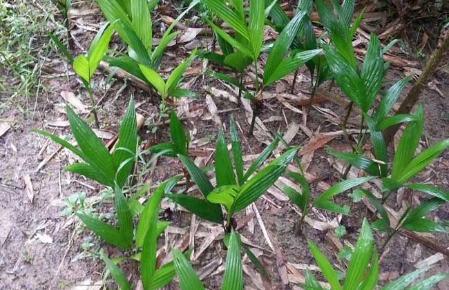 椰子的種植技術(shù)