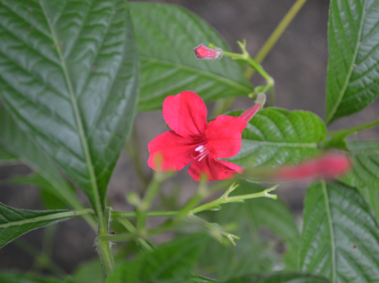 紅花蘆莉的養殖方法