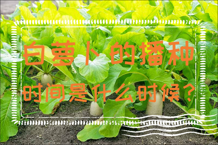 白蘿卜的播種時間是什么時候？四個季節蘿卜種植要點