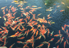 <strong>魚塘水草太多的危害以及怎么清理？</strong>