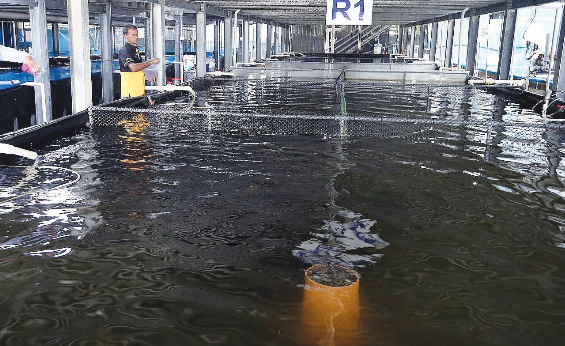 水產養殖為什么開春病害多？