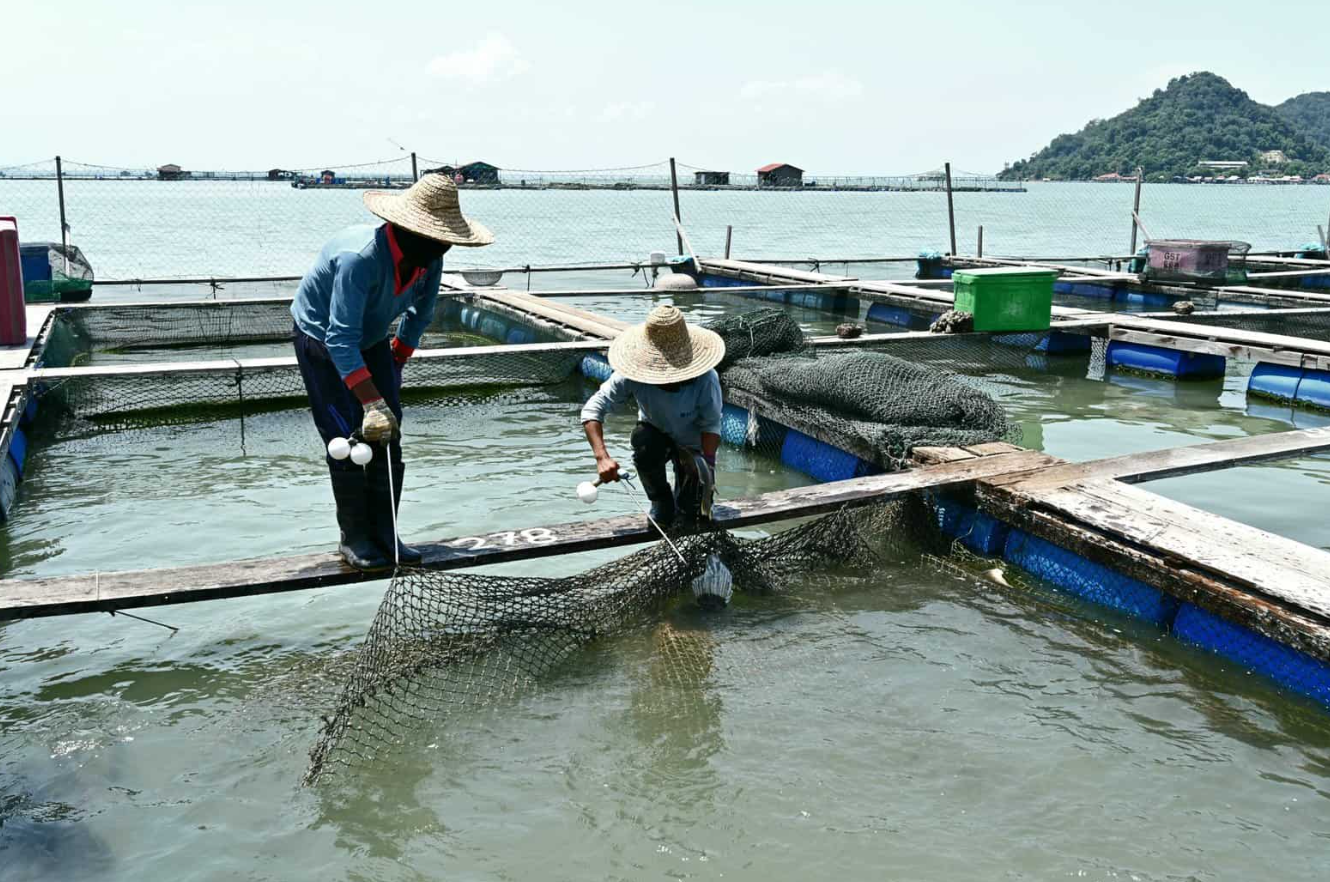 水深2米一畝可養(yǎng)多少魚？