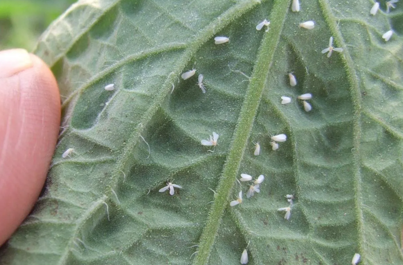 白粉虱為什么這么難消滅？