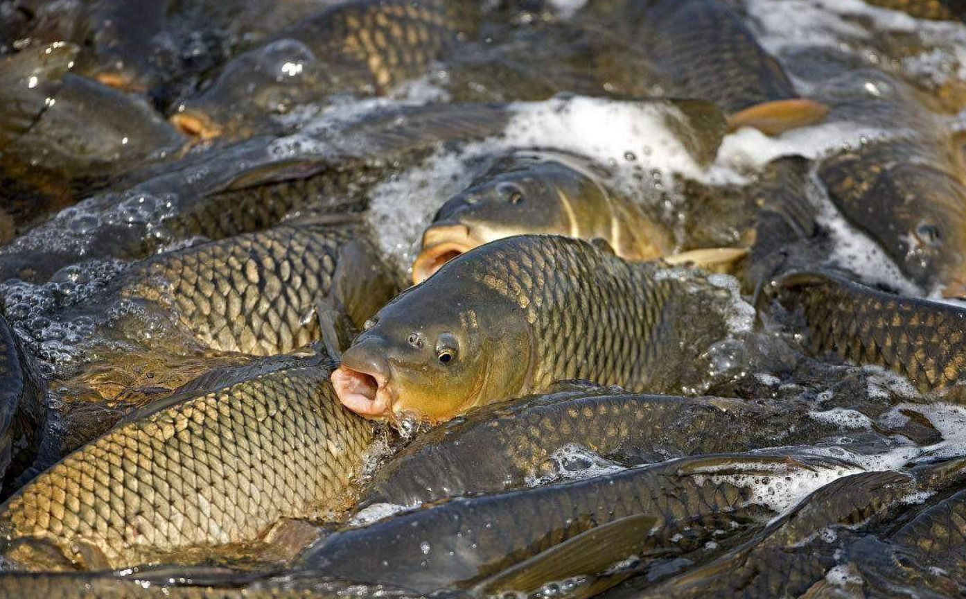 野生鯉魚與養殖鯉魚有哪些區別？