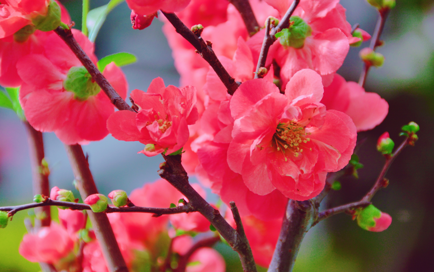 紅梅花怎么澆水