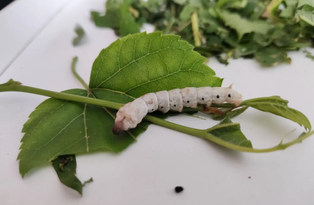 養蠶怎樣產量高？