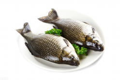 <strong>鯽魚需要怎么養？</strong>