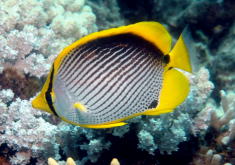 <strong>蝴蝶魚(yú)的繁殖方式和過(guò)程介紹</strong>