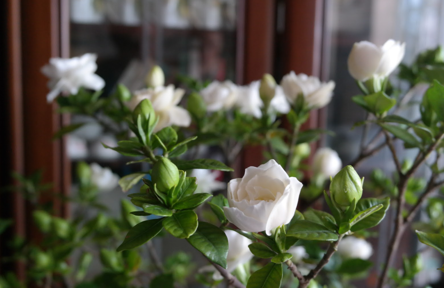 梔子花病害特點(diǎn)和防治方法