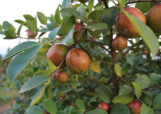 <strong>我國(guó)油茶樹(shù)種植基地有哪些？</strong>