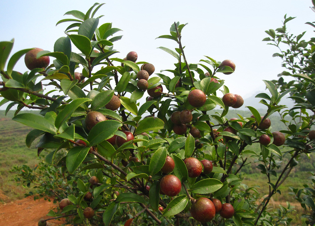 我國油茶樹種植基地有哪些？