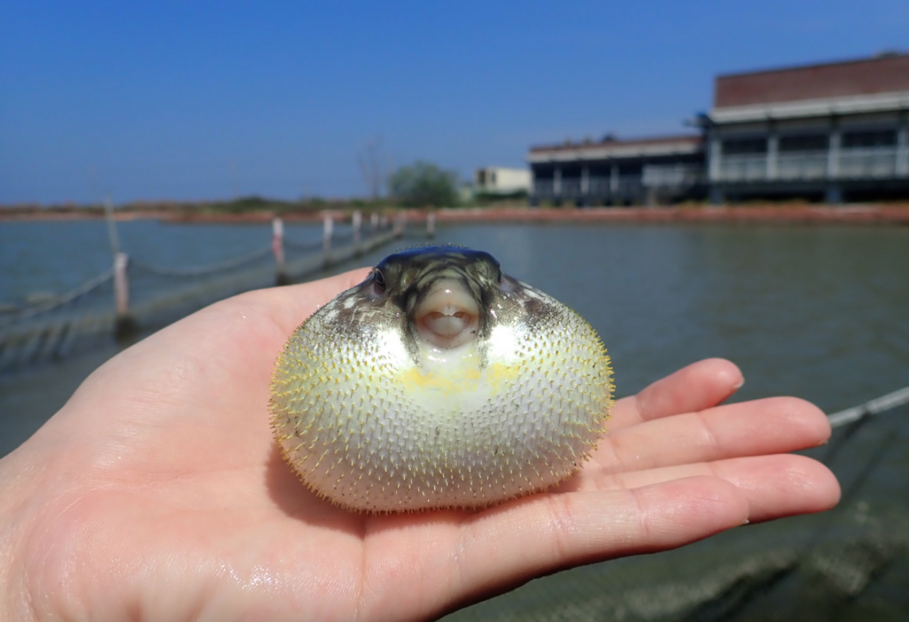 河豚在我國的食用歷史以及現代的養殖情況介紹