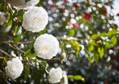 <strong>山茶花有哪些寓意？山茶花的種植介紹</strong>