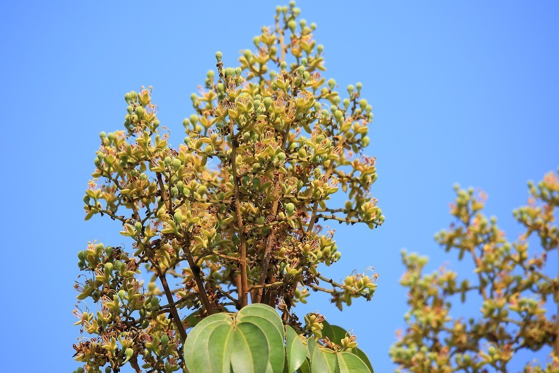 絨毛油楠的生活環(huán)境和特點(diǎn)介紹，如何人工栽培？