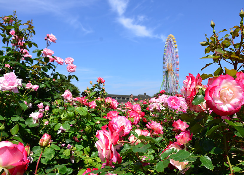 薔薇可以種在家里嗎？ 薔薇的種植方法介紹