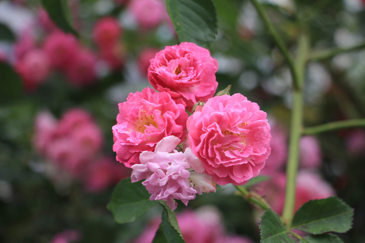 薔薇可以種在家里嗎？ 薔薇的種植方法介紹