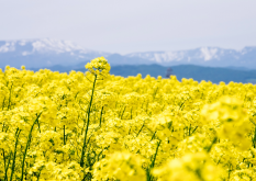 <strong>油菜花的生長環境介紹，油菜花有哪些經濟價值和文化寓意？</strong>