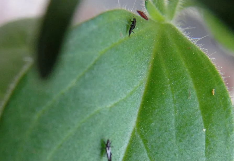 薊馬蟲害的防治方法介紹