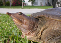 <strong>甲魚(yú)飼料有哪幾種？</strong>