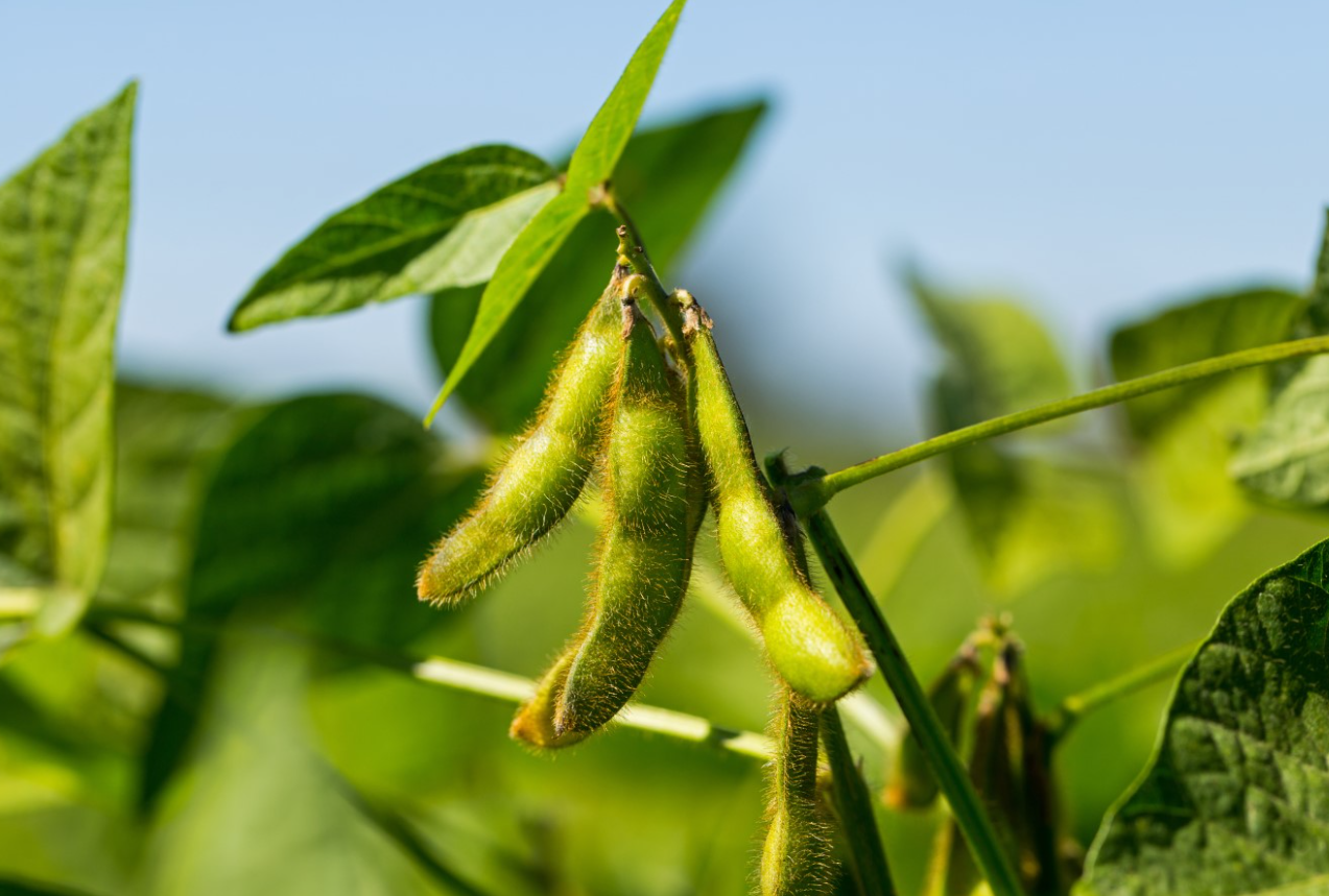 大豆菌核病的發(fā)病規(guī)律和防治介紹