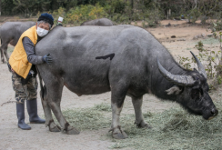 <strong>我國畜牧業目前存在哪些問題？產生的原因和改善方法介紹</strong>