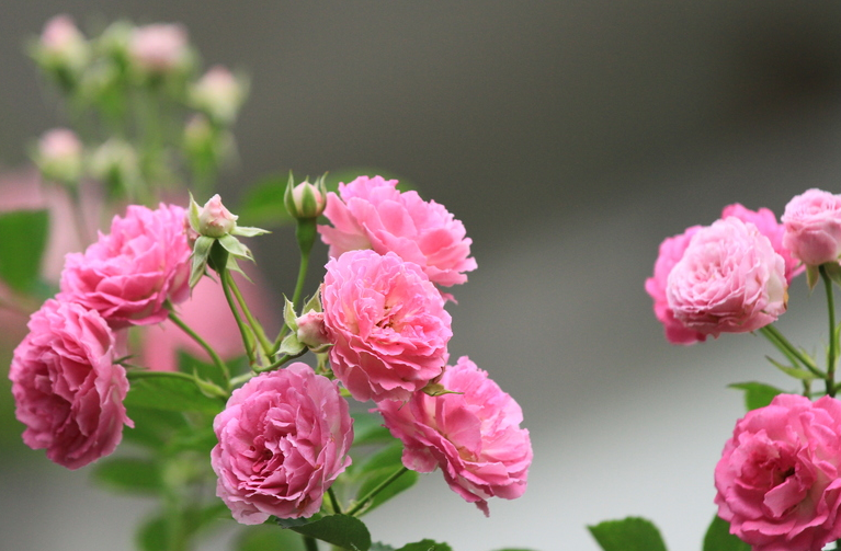 薔薇在我國的種植歷史和文獻記載，薔薇的種植與修剪介紹