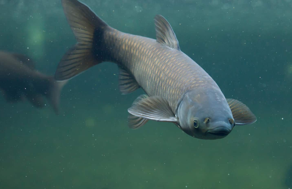 草魚養殖一畝放多少魚苗？