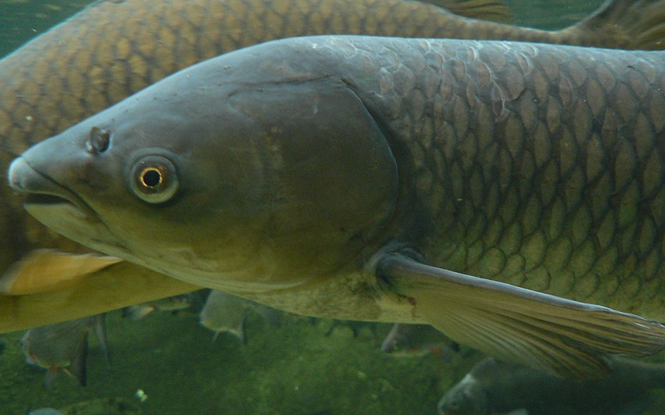 草魚養殖一畝放多少魚苗？