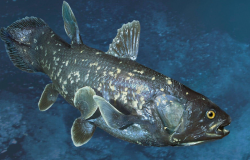 <strong>腔棘魚(yú)有多古老？腔棘魚(yú)的生物特征和外形特征介紹</strong>