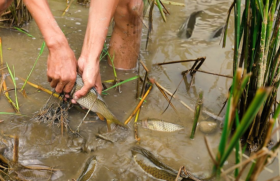 稻田養魚的發展概況怎么樣？經濟效益如何？