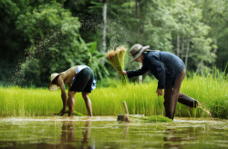 <strong>中國稻田養魚有多久歷史？養殖經驗是否豐富？</strong>