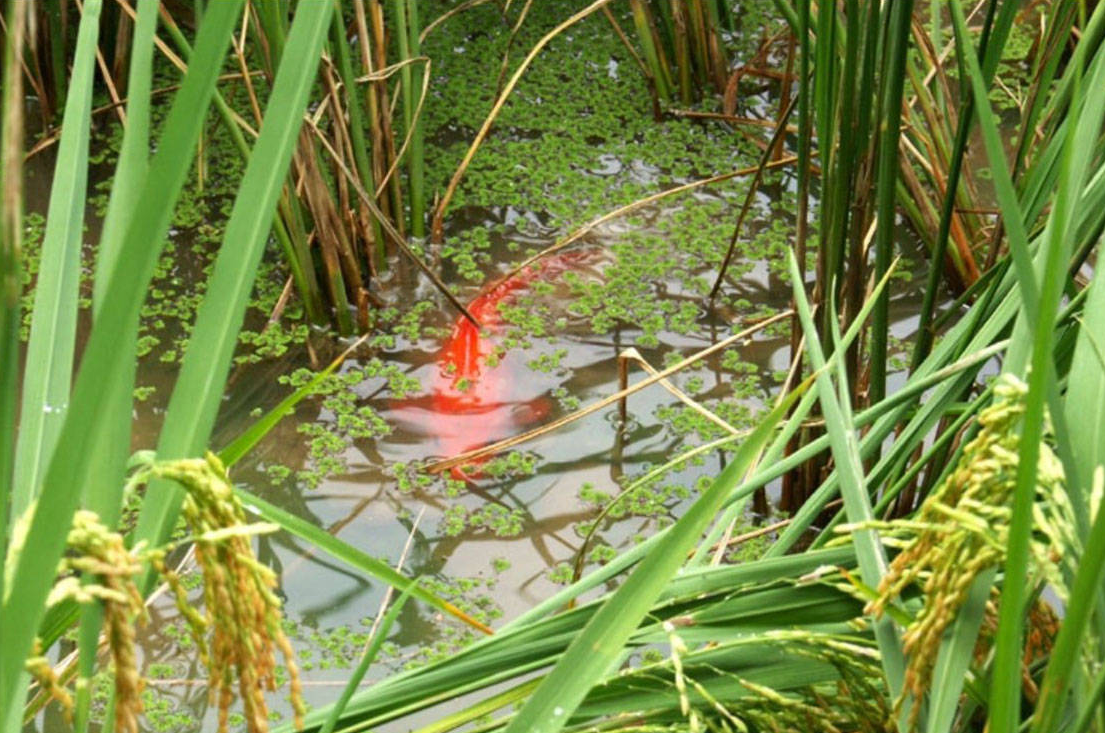 中國稻田養魚有多久歷史？養殖經驗是否豐富？