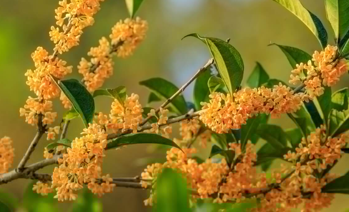 桂花如何種植？對環境有什么要求？