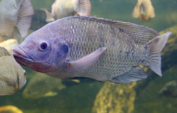 <strong>羅非魚的飼料飼料配方和植物性食物需要是什么？</strong>