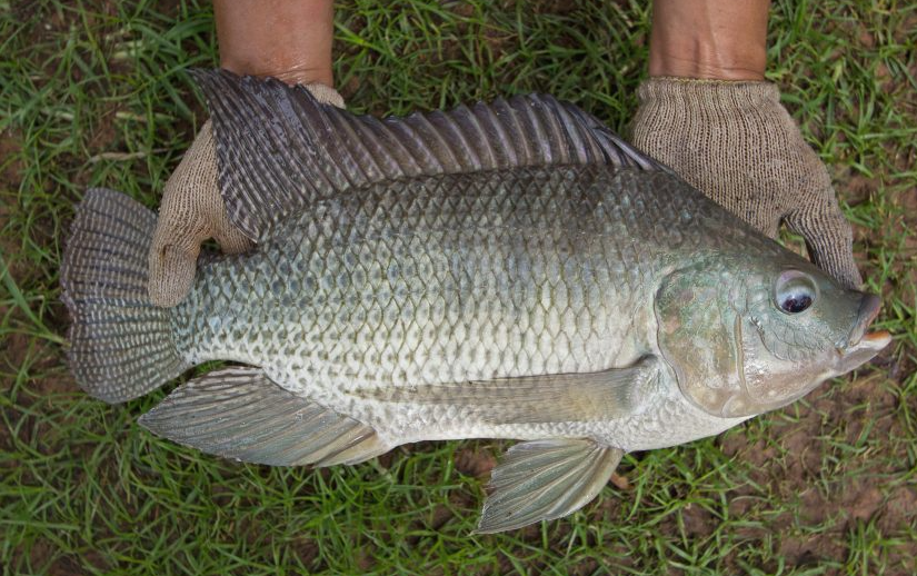 羅非魚(yú)的飼料飼料配方和植物性食物需要是什么？