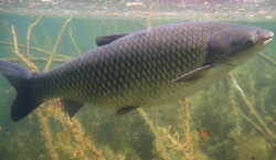 <strong>草食性魚類的飲食習性有哪些？</strong>