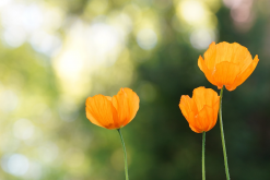 <strong>室內(nèi)花卉有哪些益處？為什么說室內(nèi)花卉有益于人體健康？</strong>