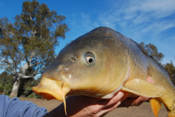 <strong>鯉魚常見病害防治方法又哪些？</strong>