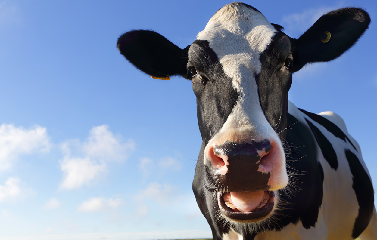 用棉籽餅飼喂育肥肉牛的注意事項介紹