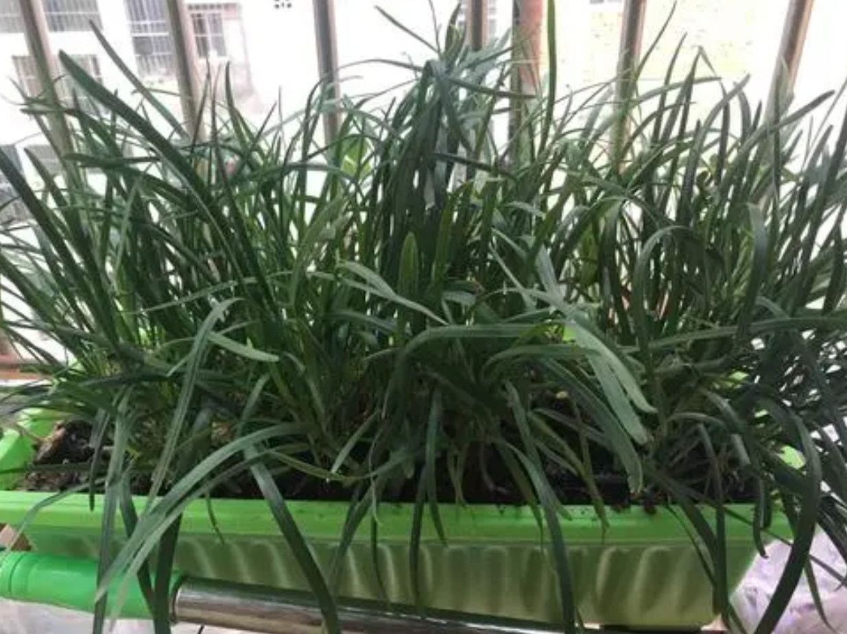 在陽臺如何種植韭菜？