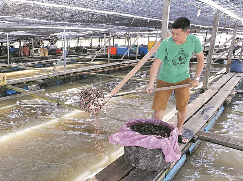 網(wǎng)箱養(yǎng)鯉魚的飼料配方如何搭配？