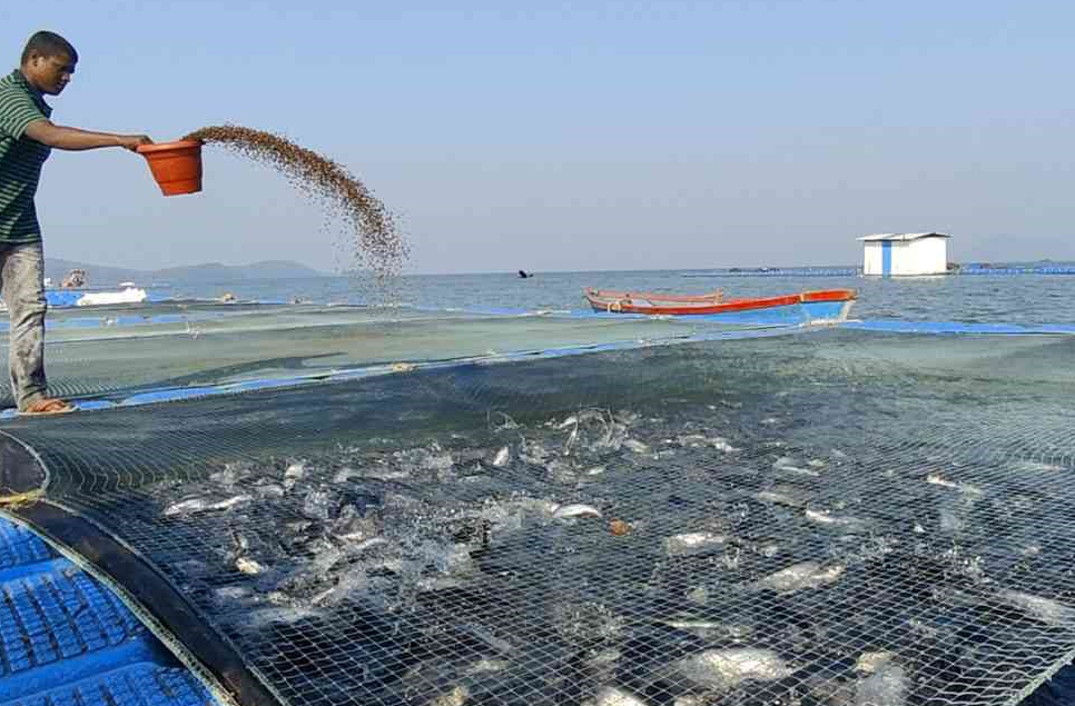 網(wǎng)箱養(yǎng)鯉魚的飼料配方如何搭配？