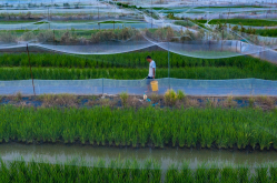 <strong>稻田養(yǎng)青蛙需要什么設(shè)備和條件？</strong>