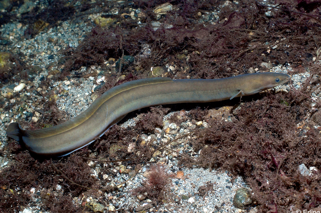 野生肉食性魚類如何馴化？