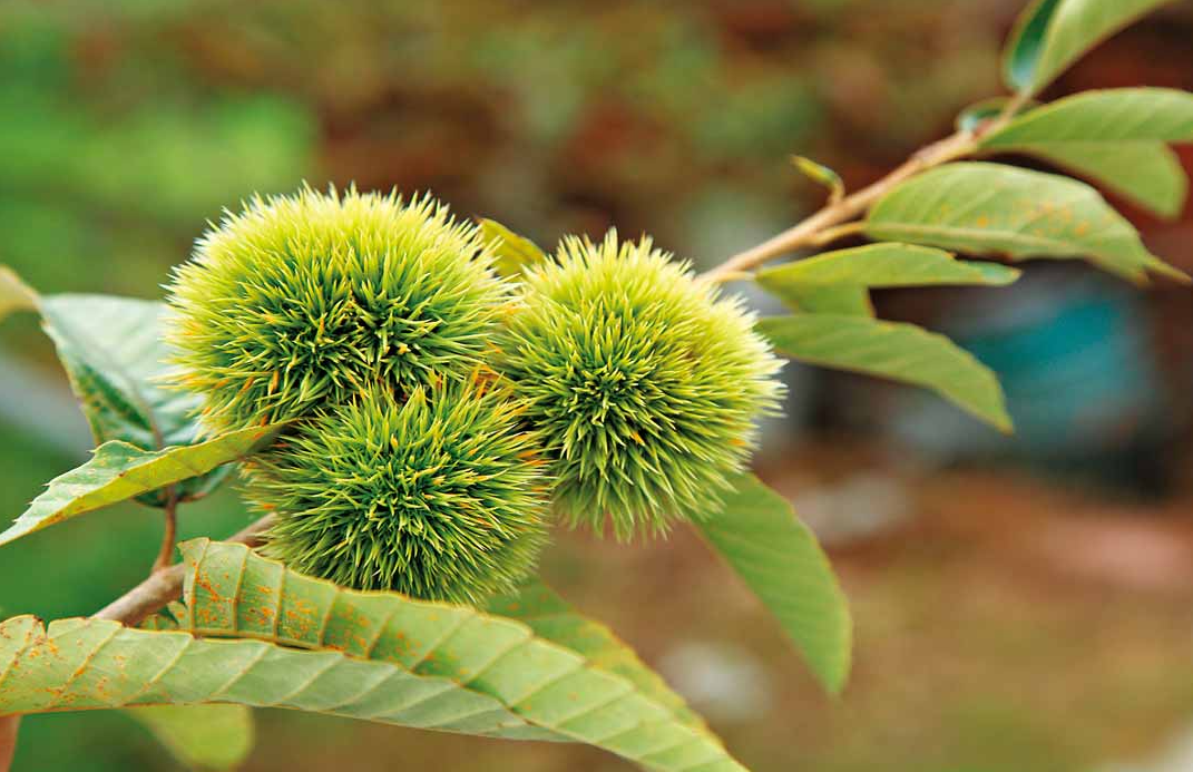 板栗在幾月份開花？有什么樣的特點？