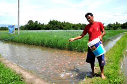 <strong> 稻田養魚的魚苗的田間飼養如何管理？</strong>