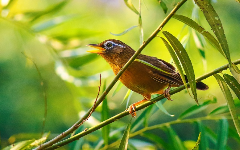 畫眉鳥是保護動物嗎？有哪些特點？