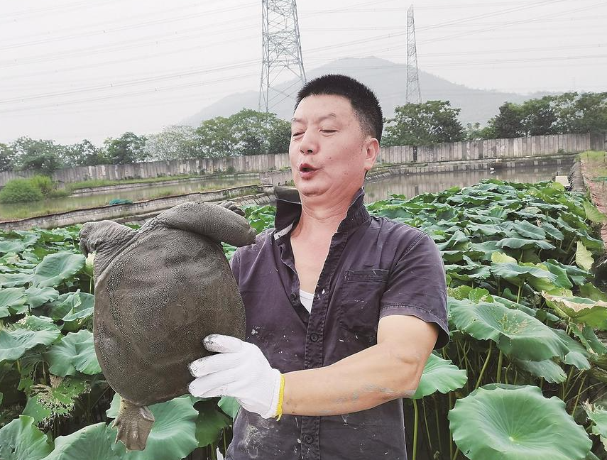 甲魚有什么食物習(xí)性？如何繁殖？