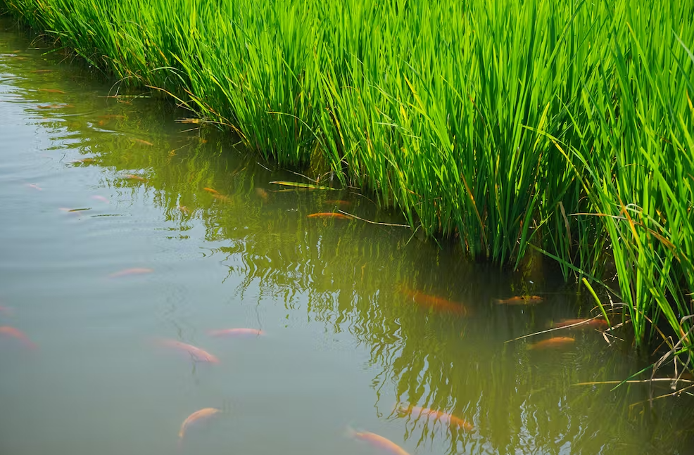 什么是單季稻田養魚法？